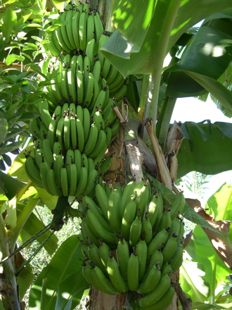 banane10